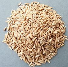 Paddy Rice